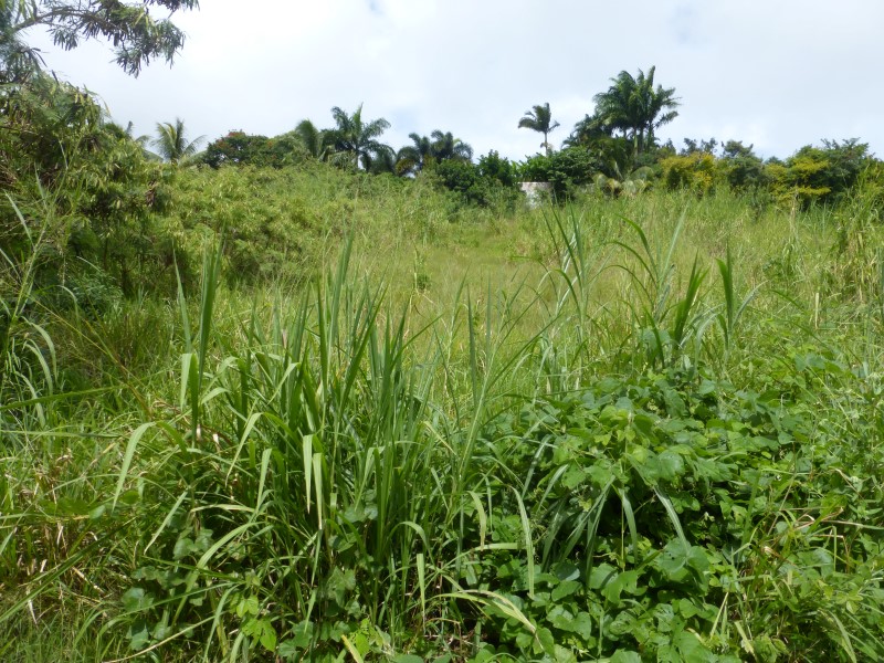 Lot 38 Bella Vista, Mount WIlton Saint Thomas bedrooms Land for